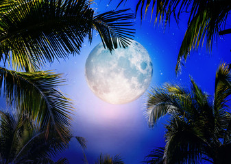 Full moon with palm tree in night sky.