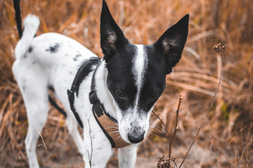 Basenji dog bites branches in a beautiful autumn field