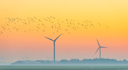 Birds flying over a field with wind turbines at sunrise in autumn