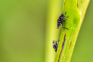 Close-up of various insects that inhabit wild plants
