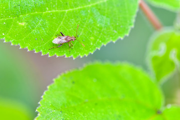 Close-up of various insects that inhabit wild plants
