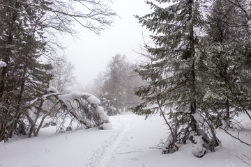 Beautiful winter forest. Zyuratkul national Park, Chelyabinsk region, South Ural, Russia