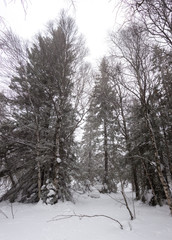 Beautiful winter forest. Zyuratkul national Park, Chelyabinsk region, South Ural, Russia