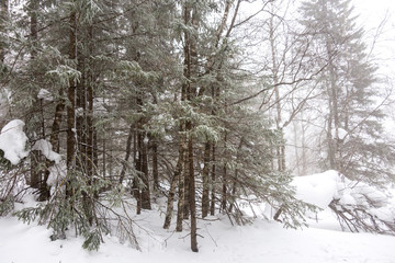 Beautiful winter forest. Zyuratkul national Park, Chelyabinsk region, South Ural, Russia