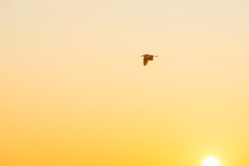 Bird flying in an yellow sky at sunrise in autumn
