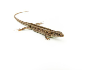 beautiful sand lizard on white background with copy space