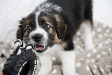 Cucciolo border collie