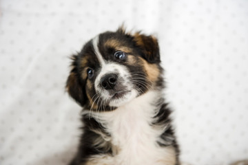 Cucciolo border collie