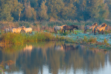Horses in a field in wetland in sunlight at sunrise in autumn