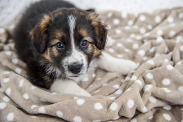 Cucciolo border collie