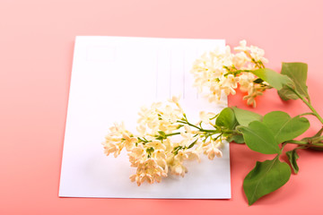Spring greeting background. White lilac flowers. Greeting card on a pink background. Top view.