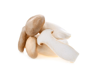 Royal oyster mushroom on white background