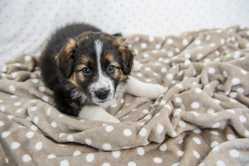 Cucciolo border collie