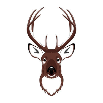 Vector image of a deer. Image on a white background.