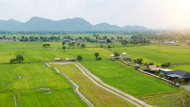 Aerial view of paddy field in Thailand, countryside rice field © Veruree
