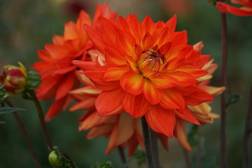 Dahlia Karma Fiesta