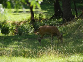 Wide shot of a deer eating grass in the meadow