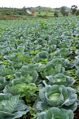 Fototapeta na wymiar Cabbage planting field at harvesting stage, leafy agriculture
