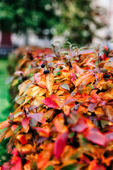 Autumn orange small leaves on the Bush