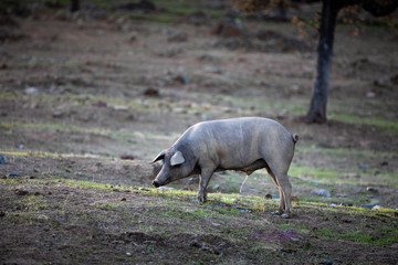 iberian pigs eating in the countryside freely