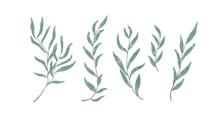 Willow eucalyptus branches with leaves vector illustration © Good Studio