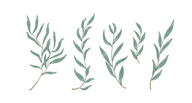 Willow eucalyptus branches with leaves vector illustration
