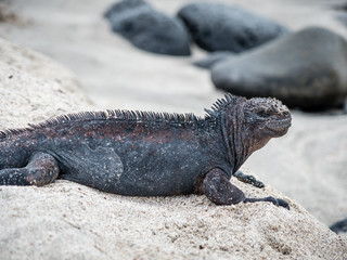 Galapagos wildlife