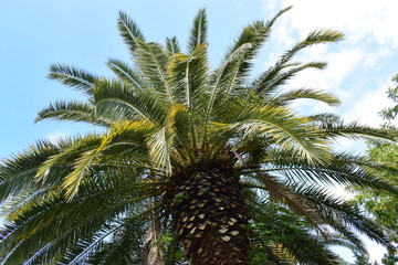 Fototapeta na wymiar palm in the sky