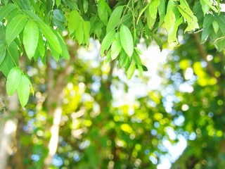 green leaves in spring