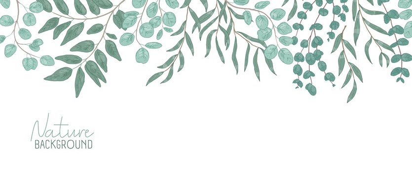 Nature vector realistic background. Foliage backdrop with place for text. Botanical composition, shrub branches with green leaves. Natural leafage, frondage. Floral hand drawn illustration.