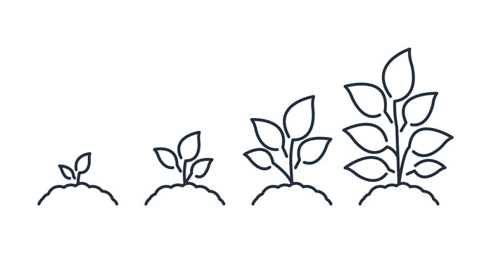 Seedling line icon. Plant growth. Vector icon.