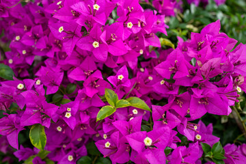 Purple bougainvillea flowers blooming in garden.