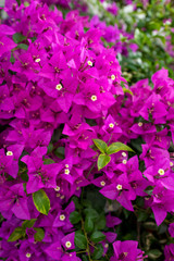 Purple bougainvillea flowers in the garden.