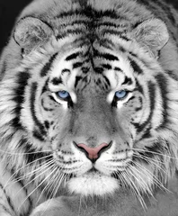 Papier Peint photo Toilette Le visage d& 39 un beau gros plan de tigre blanc