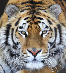 The face of a big tiger. Wild animal look