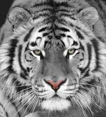 Naklejka premium The head of a white beautiful tiger