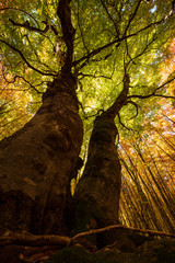 Mighty old trees in autumn foliage from low angle, Abruzzo, Italy
