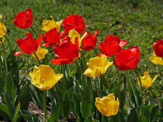 Fototapeta premium Beautiful red and yellow blooming tulips in a garden