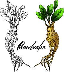 Vector set with hand drawn mandrake root with green leaves. Hand written lettering . Halloween , fairy tale design