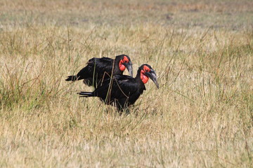 Calao terrestre © Estelle R
