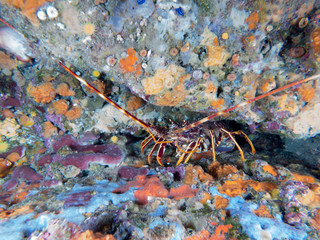 lobster at sea on the Costa Brava