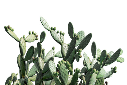 Opuntia cactus isolated on white background. Cactus field. Sabres, fruits of Opuntia ficus-indica. Barbary fig, cactus pear, spineless cactus or prickly pear.