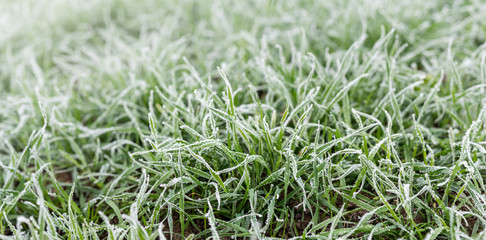 Hoarfrost on green grass, close up. Morning time. Wide angle natural background theme