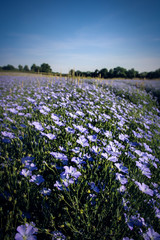 champ de lin bleu en Bourgogne près d'Arnay le Duc