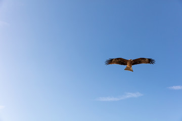湘南の空とトンビ