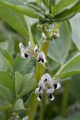 bean garden plant with flowers closeup