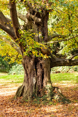 old tree detail in autumn