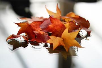 autumn leaves