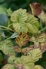wilting leaves of garden raspberries closeup