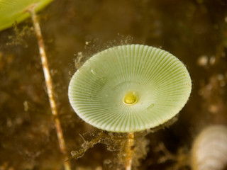 Sporigrapher in the sea